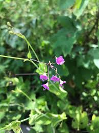 Image result for Commicarpus