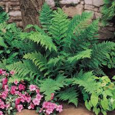 We did not find results for: Lady Fern Shade Gardening Michigan Bulb