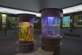 Custom Aquarium Exhibits Custom Aquarium Acrylic Aquarium Shedd Aquarium