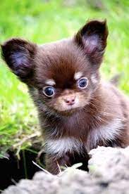 Photo Chihuahua Poil Long Poil Court A Mirabel Laurentides Hd Chihuahua Chihuahua Puppies Teacup Chihuahua Puppies Cute Baby Animals