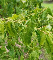 Image result for Tiliacora funifera