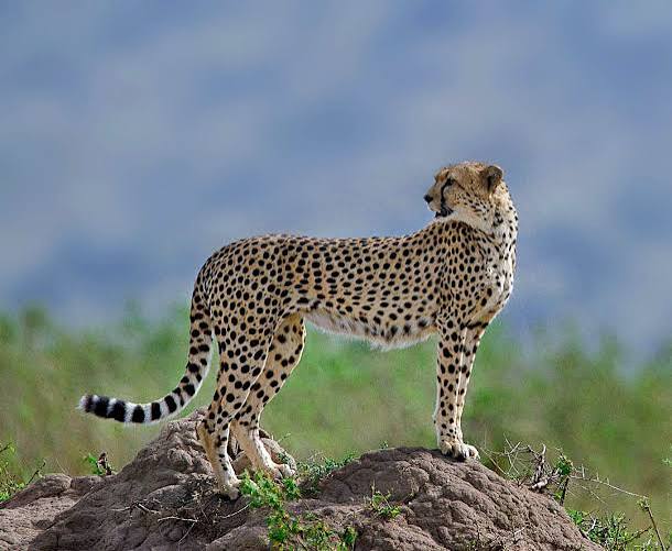Cheetahs use for hunting British India, c. 1942