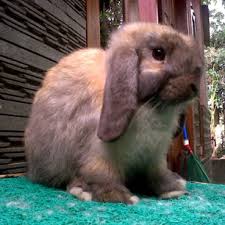 Mengenal panjang pendek bunyi melalui lagu quotkelincikuquot. Lirik Kelinciku Lirik Lagu Anak Lirik Lagu Anak