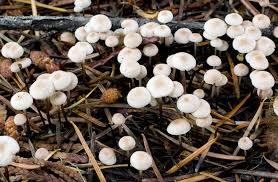 Image result for Marasmius opacus