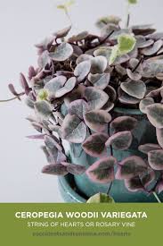 Its leaves oppose one another amid roaming steam, which forms shrubs. 90 Succulent Id Ideas Types Of Succulents Planting Succulents Succulents Indoor