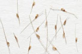 Also known as nits, lice eggs these worms look a lot like spaghetti or angel hair pasta. How To Spot Headlice Theschoolrun