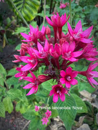 Image result for Pentas purpurea