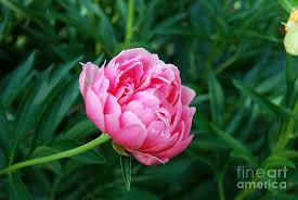 Their abundant blooms and bold foliage make them outstanding perennial. Peony Flower Quotes Quotesgram