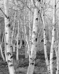 Black And White Birch Tree Wall Art Birch Trees Art Photography In Black And White Nature Photo Etsy Birch Tree Art Nature Photography Trees Tree Photography