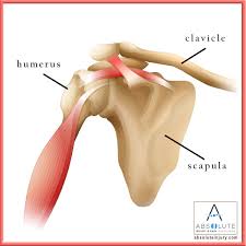 Ac joint is a diathrodial joint with a fibrocartilaginous disk. Shoulder Anatomy Explained Absolute Injury And Pain Physicians