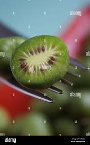 Image result for foto minikiwi