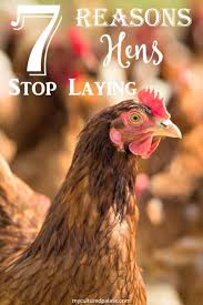 Most chickens are known to lay 5 eggs a week or at least one every other day, for about 300 eggs per year. 7 Reasons Hens Stop Laying Eggs Cultured Palate