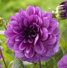 Dahlia Blue Bell Longfield Garden Com Beautiful Flowers Dahlia Bluebells