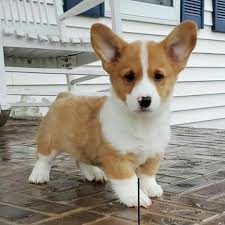 All vaccines and worming done appropriate for the age of the puppies. Corgi Puppies For Sale In Corgi Puppies For Adoption Facebook