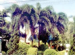 Image result for Wodyetia