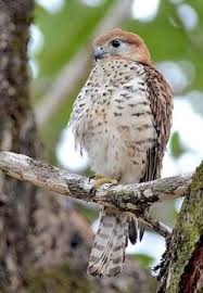Seychelles Mauritius Reunion Birding Tours With Birdquest Mauritius Birds Of Prey Bird