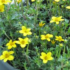 Image result for Bidens