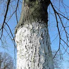 Make grandpa's your choice for. Winter Treatments For Fruit Trees Beef Up Natural Defenses To Kill Off Disease
