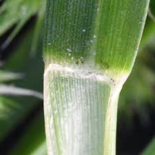 Image result for Elytrophorus globularis