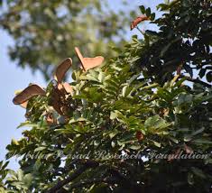 Image result for Embelia xylocarpa