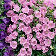 Bellflower Champion Pink Campanula Flowers Bellflower Bellflower Flower