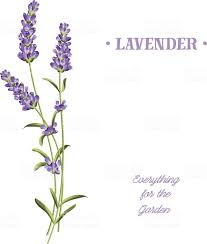 Bunch Of Lavender Flowers On A White Background Lavender Lavender Stock Free Vector Art