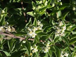 Image result for Lippia scaberrima