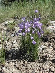 Image result for Carvalhoa campanulata