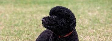 Ihr hund bo ist im alter von zwölf jahren nächstes. Obama Die Einsamkeit Und Der Hund