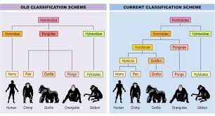 Classification Bioninja