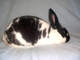 Black And White Holland Lop Black White And Broken New Zealands New Zealand Rabbits Raising Rabbits Pets