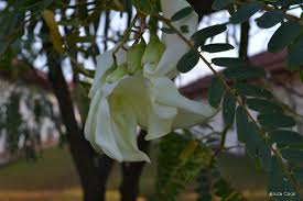 Image result for Craibia grandiflora