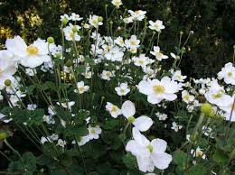 Plant them once and they will come back every year. Perennials For Shade Beyond Impatiens And Petunias U Of I Extension