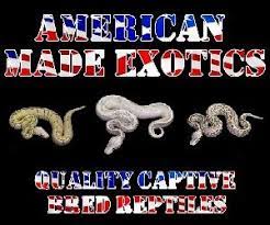 American Made Exotics Pythons For Sale American Made Gargoyle Gecko