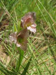 Image result for Gladiolus ecklonii