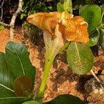 Image result for Gardenia imperialis