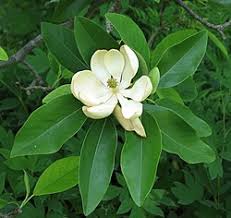 Image result for Magnoliaceae