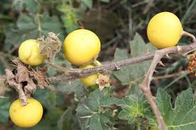 Image result for Solanum