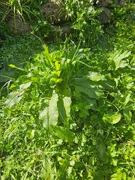 Image result for Clerodendrum ternatum