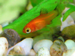 Baby Platy My Wild Platy Gave Birth And So Far I Have Found Two Of These Cute Little Fry Platy Fish Fish Pet Fish