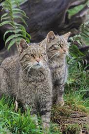 All Sizes Scottish Wild Cat Felis Silvestris Flickr Photo Sharing Cats Wild Cats Small Wild Cats