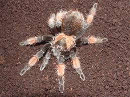 Image result for Emilia brachycephala