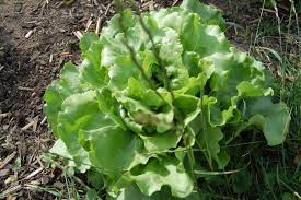 Légumes à planter en août : Semer Des Salades D Hiver Gamm Vert