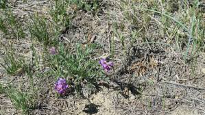 Image result for Mostuea microphylla