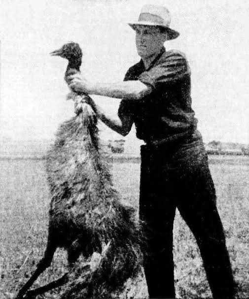 In 1932, Australia declared war on emus — and lost. After emus destroyed  wheat fields in Western Australia, the government launched a military  operation to control them. Armed with machine guns, soldiers