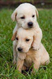  10 Ide Anjing Minipom Anjing Binatang Anak Anjing Lucu
