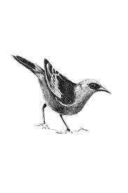 Art Birds Flying In The Sky Drawing Birds Flying In The Sky Beautiful Birds Cute Blackandwhite Inspiration Fly Art Artist Penart Pendrawing Illustrat Birds Flying Pen Art Pen Drawing