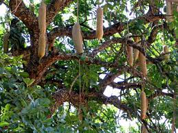 It is sour due to the oxalic acid content, so don't overeat. Top 10 Iconic African Trees Natural World Earth Touch News