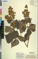 Image result for Rhynchosia resinosa