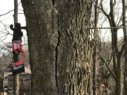 Maybe you would like to learn more about one of these? How To Fix A Splitting Tree
